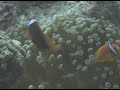 クマノミ達