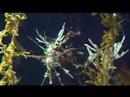 Sea Dragons Horses at Georgia Aquarium