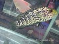 The video contains some clips as well as pics shot by me from the Ornamental fish show held in Fort Maidan, Palakkad. Rgds, Renju