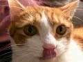 Cat Attack Cat Attack
