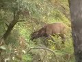 sambar-stag-and-hind.html