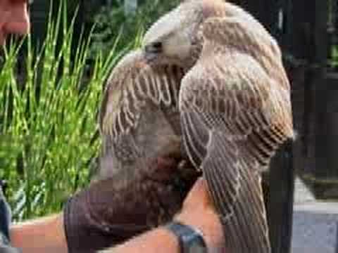 Falconry the Movie
