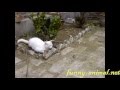 The white cat catching and playing a mouse