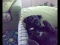 dilecta crpedjem animali