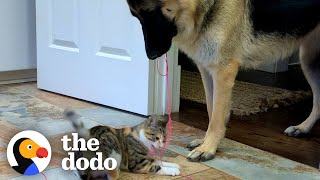 German Shepherd Carries Cat Toy Around The House For The New Kitten To Play With | The Dodo by The Dodo