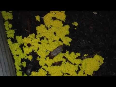 how to kill yellow fungus in mulch