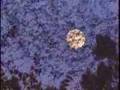 Bracken Cave Bat Emergence