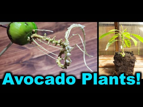 video-linktoworks-How To Grow Avocado