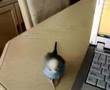 My Budgie Dusky - I