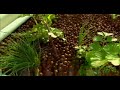 Backyard Aquaponics Garden Gurus 1