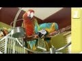 How Much Does It Cost to Own a Parrot