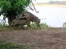 safari-drive.html