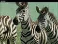 A lion ambushes a zebra - Be An Animal - BBC