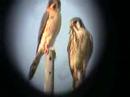 Kissing Kestrels Kissing Kestrels