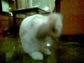 videos de Hiro - conejo belier