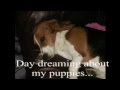 Basset Hound video