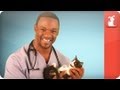 Hot Vet - Cats and Vaccines