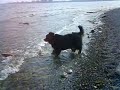 My dog can\
