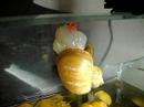 Golden Apple Snail lay eggs