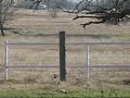 COYOTE HUNTING