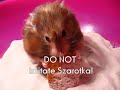 My hamsters\ My hamsters\
