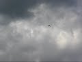 perlin on blueberry farm perlin on blueberry farm