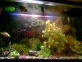 videos de pacu clown knife  2 oscars red tilapia florida gar