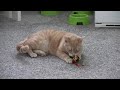 ?ert a Slun�?ko v ?antov�m opojen�
