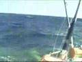 Cau Ca DOPHIN (MAHI MAHI dai 1m )