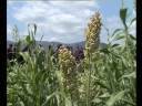 Turkana Food Crisis May End Soon.