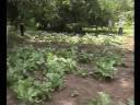 videos de Turkana Food Crisis May End Soon.