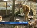 Backyard Chicken Coops Reconsidered