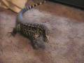 Argentine Black & White Tegu (Dozer)