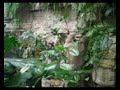 Cockrell Butterfly Center, Houston Cockrell Butterfly Center, Houston
