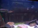 peces del congo peces del congo