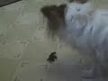 踊る犬動画