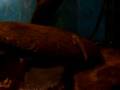 videos de MOV02098.mp4