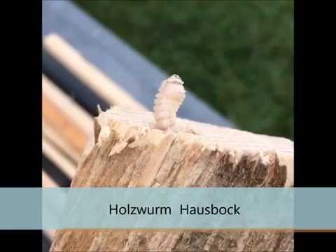 Holzwurm Hausbock