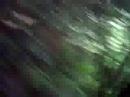 canopy