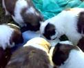 san bernardo !cachorros optimos!