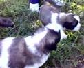 san bernardo !cachorros optimos!