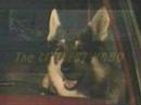 littlest-hobo-the-ultimate-tv-show.html