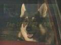 Littlest Hobo The ultimate TV show!