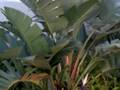 videos de Flora & gardens where I live