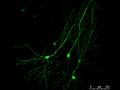 videos de Mouse Brain Sections - 233 Micron - 3 D