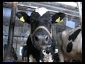 cow\
