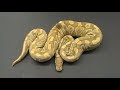 Kinked Caramel Albinos