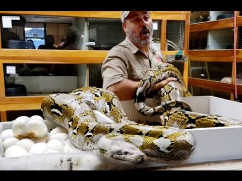 YouTube reptile video