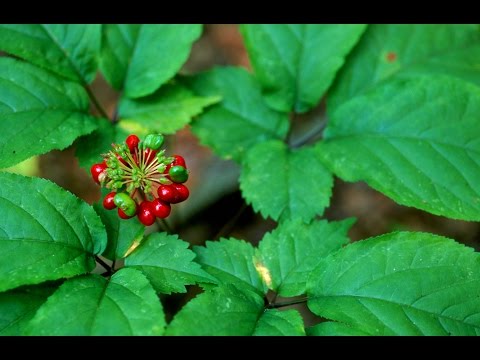 how to grow ginseng in ohio