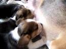 Beagle Per� - Cachorros de Athena amamant�ndose